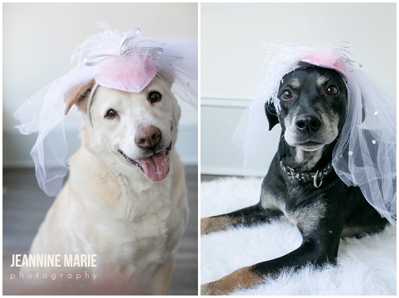 dogs, dog engagement session, dog owners, dog lovers, pets, Minnesota engagement photographer